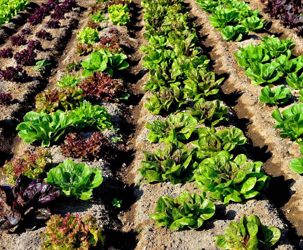 Agricultural challenge