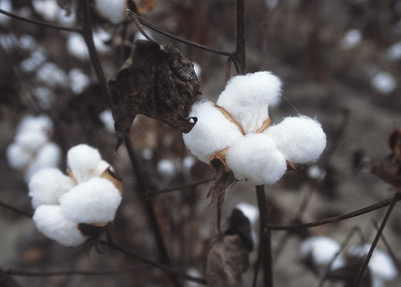 NDVI Satellite Bio-Activity Cotton Case Study